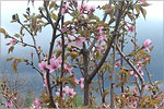 Sakura in OSU botanical garden.     [164Kb]